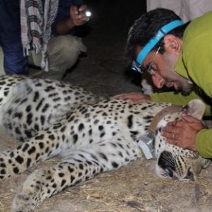 Ecology and Conservation of Persian Leopard in Northeastern Iran