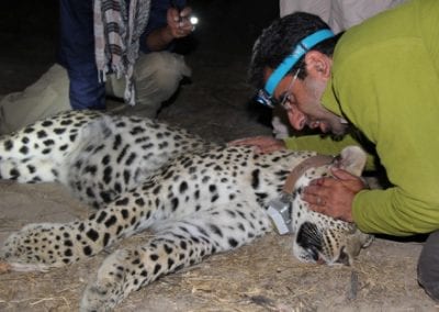 Ecology and Conservation of Persian Leopard in Northeastern Iran